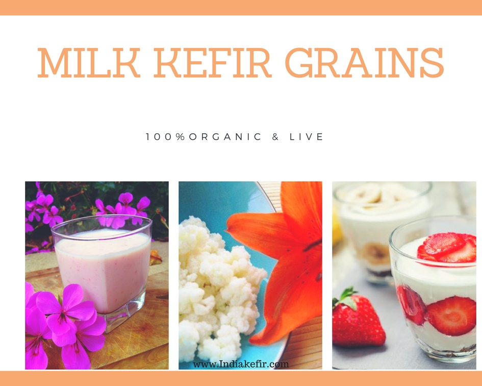 Buy Milk kefir grains online in India at best price Buy Milk Kefir Grains