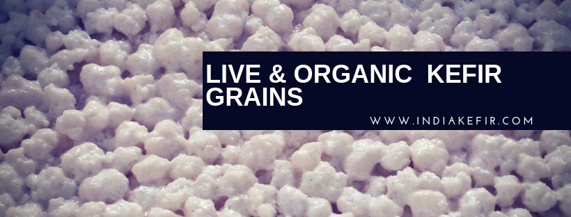 Buy Kefir Grains Online in Punjab 